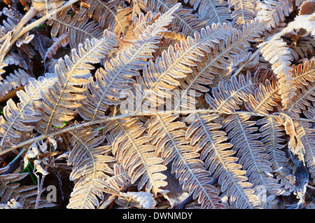 Frost-coperta di foglie di Bracken fern (Pteridium aquilinum), Baviera, Germania Foto Stock