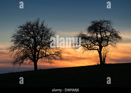 Silhouette di due alberi di mele contro un cielo di sera, Baden-Württemberg, Germania Foto Stock