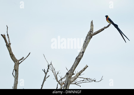 Long-tailed Vedova orientale del Paradiso (Vidua paradisaea) maschio, Parco Nazionale Kruger Sud Africa Foto Stock