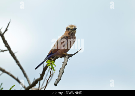 Rullo di viola (Coracias naevius mosambicus), il Parco Nazionale Kruger Sud Africa Foto Stock