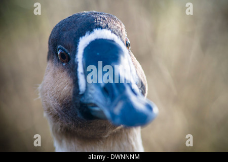 Swan goose (Anser cygnoides) noto anche come grigio oca cinese Foto Stock