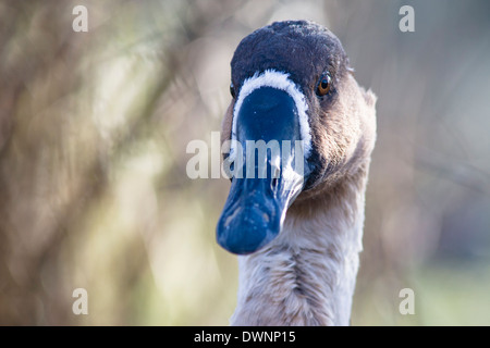 Swan goose (Anser cygnoides) noto anche come grigio oca cinese Foto Stock