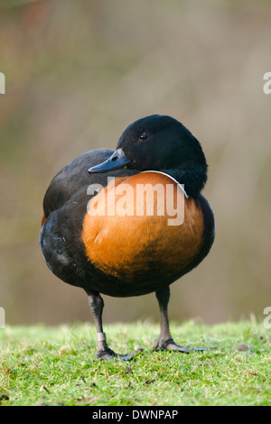 Australian Shelduck (Tadorna tadornoides) Foto Stock