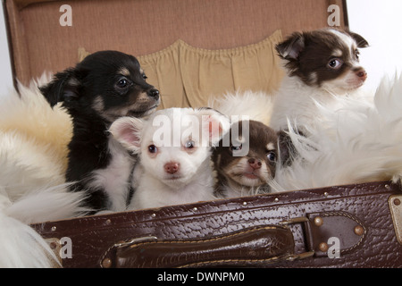 Quattro cuccioli di chihuahua, 8 settimane, in valigia Foto Stock