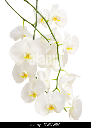 Elegante lungo i rami di bianco romantico fiori di orchidea isolato Foto Stock