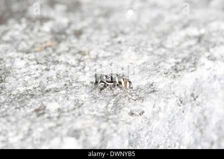 Zebra spider su una roccia Foto Stock