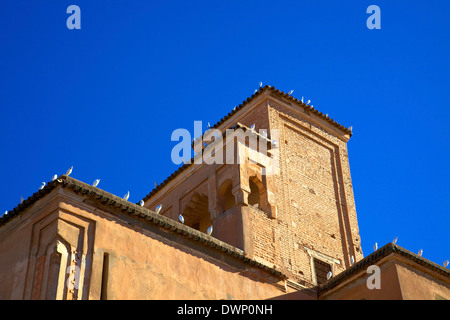 Garzette sul vecchio edificio, Taroudant, Marocco, Africa del Nord Foto Stock