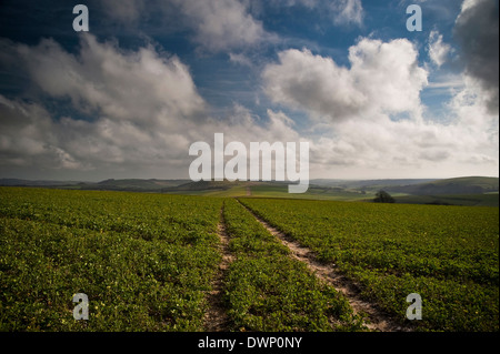 Il sentiero da Chantry Hill per Blackpatch Hill sulla South Downs vicino a Storrington, West Sussex, Regno Unito Foto Stock