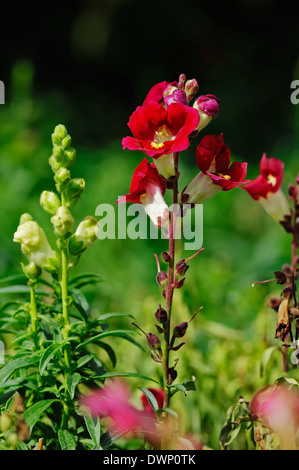 Bocca di Leone comune (Antirrhinum majus), Francia Foto Stock