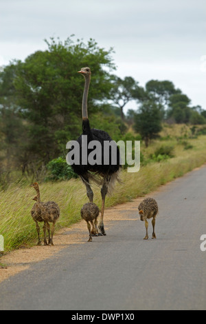 Comune (struzzo Struthio camelus ssp. australis) bambini e adulti, Parco Nazionale Kruger Sud Africa Foto Stock