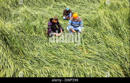 Amritsar, India. Il 12 marzo 2014. Indisponente agricoltori ispezionare i loro appiattita di raccolto di grano danneggiati in caso di forti temporali in un campo alla periferia di Amritsar mercoledì. Le forti piogge, grandinate e forti venti hanno colpito vaste aree dell India Nordoccidentale stato del Punjab. ( Foto di Prabhjot Gill/Pacific Stampa) Foto Stock