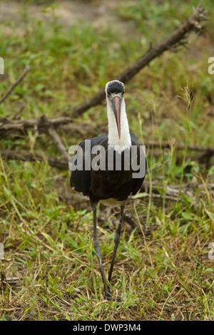 Lanosi colli (Stork Ciconia episcopus), il Parco Nazionale Kruger Sud Africa Foto Stock