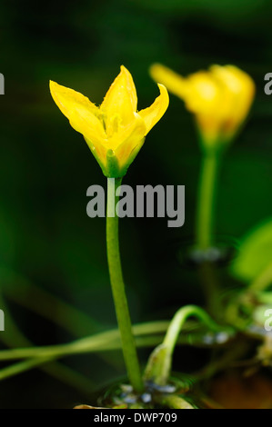 Orlata di acqua-giglio giallo o floating-cuore (Nymphoides peltata, Villarsia nymphaeoides) Foto Stock