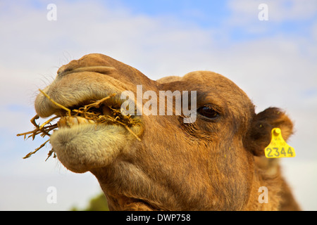 Camel mangiare, Marocco, Africa del Nord Foto Stock