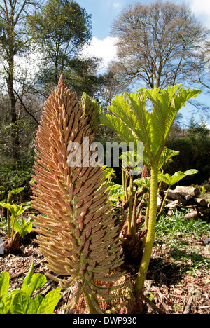 La nuova crescita da un impianto gunnera Foto Stock