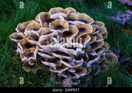 Un grande agglomerato di miele fungo ( Armillaria mellea ) che cresce su una strada di erba orlo. Foto Stock