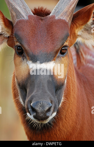 Bongo (Tragelaphus eurycerus, euryceros Taurotragus Tragelaphus, euryceros) Foto Stock