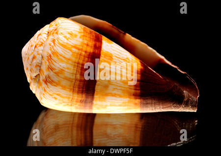 Cono soldato shell (Conus miglia) c8cm. E.Africa. Foto Stock