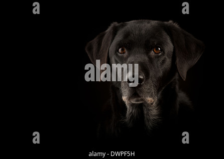 Il Labrador retriever cane maschio sfondo nero cane testa di cane sfondo nero muso grigio Foto Stock