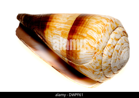 Cono soldato shell (Conus miglia) c8cm. E.Africa. Foto Stock