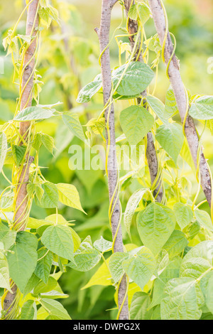 Campo di piante di luppolo cresce in estate Foto Stock