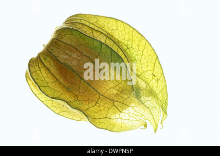 Cape Gooseberry, ciliegia macinata, Golden Berry Physalis peruviana Groundcherry o ciliegio peruviana (Physalis peruviana) Foto Stock