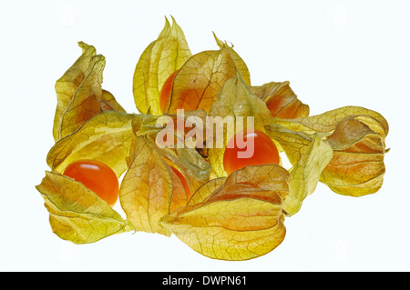Cape Gooseberry, ciliegia macinata, Golden Berry Physalis peruviana Groundcherry o ciliegio peruviana (Physalis peruviana) Foto Stock