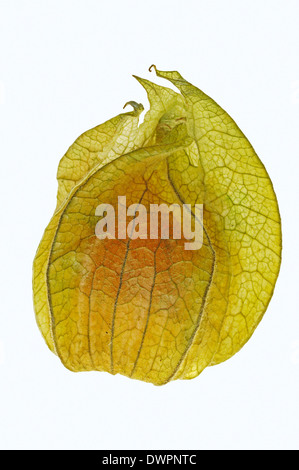 Cape Gooseberry, ciliegia macinata, Golden Berry Physalis peruviana Groundcherry o ciliegio peruviana (Physalis peruviana) Foto Stock