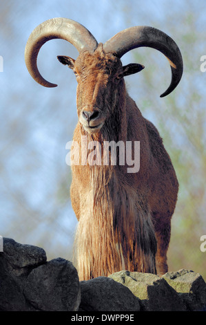 Mufloni (Ammotragus lervia), maschio Foto Stock