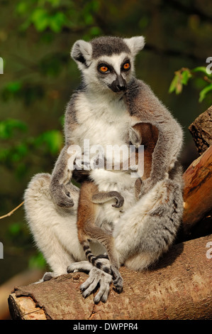 Anello-tailed Lemur (Lemur catta), femmina con youngs Foto Stock