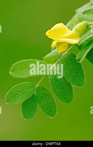 Pisello siberiano arbusto o pisello siberiano Tree (Caragana arborescens) Foto Stock