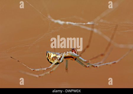 Foglio Spider Web o soldi Spider (Linyphia triangularis) nel web, Renania settentrionale-Vestfalia, Germania Foto Stock