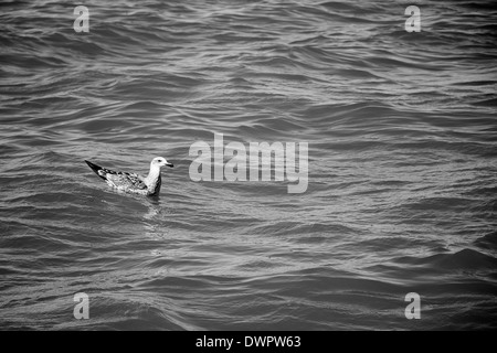 Un Gabbiano seduta della superficie dell'oceano in bianco e nero Foto Stock