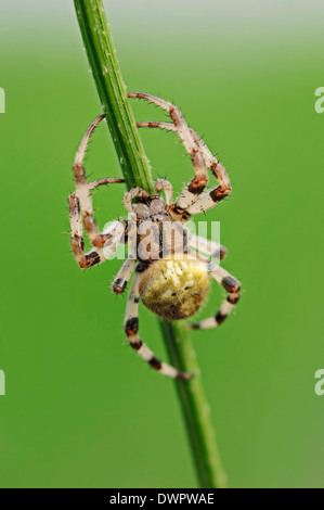 Quattro punti di Orb Weaver (Araneus quadratus), Nord Reno-Westfalia, Germania Foto Stock