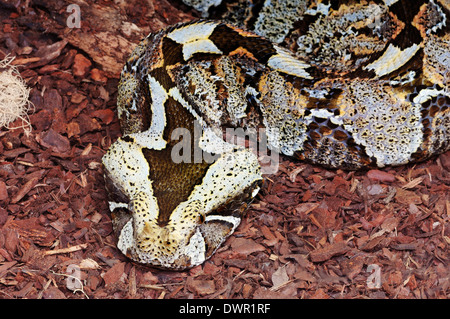 Rhinoceros Viper, rinoceronte vipera cornuta o rinoceronte sommatore (Bitis nasicornis) Foto Stock