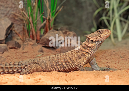 Giant cinto Lizard, Sungazer Lucertola Gigante, spinoso-tailed lucertola gigante o Zonure (Cordylus giganteus) Foto Stock