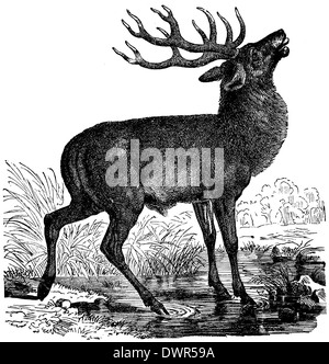 Red Deer Foto Stock