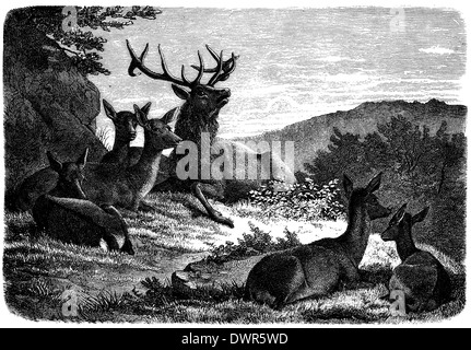 Red Deer Foto Stock