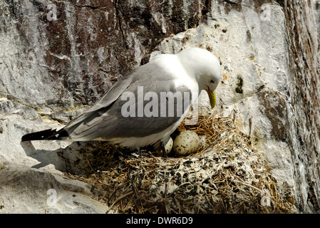 Kittiwake udienza del 2 uova in un nido sul farne isole; Foto Stock