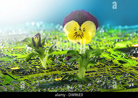 Fiore cresce su circuito stampato Foto Stock
