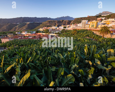 Una piantagione di banane nella città di Tazacorte sull'isola delle Canarie di La Palma. Foto Stock
