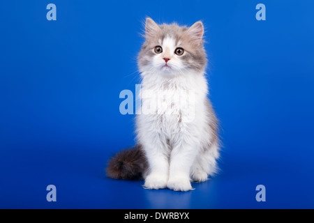 Tricolore scozzese gatto di razza pura è seduta su sfondo blu Foto Stock
