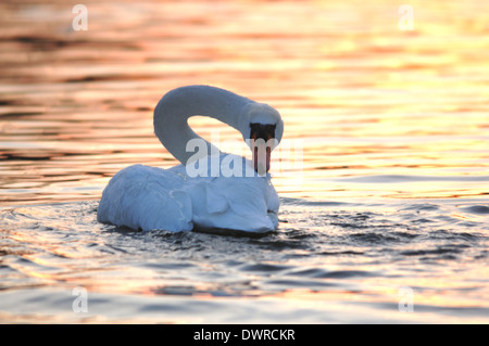 Un cigno nel sole di setting REGNO UNITO Foto Stock