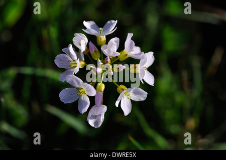Lady's smock cuculo fiore cardamine pratensis perenne Foto Stock