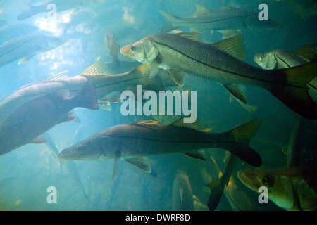 Una scuola di comune snook sott'acqua di Homosassa Springs, in Florida, Stati Uniti d'America. Foto Stock