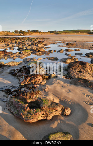 Daymer Bay; foresta sommersa esposta da tempeste; 2014; Cornovaglia; Regno Unito Foto Stock