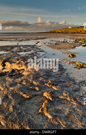 Daymer Bay; foresta sommersa esposta da tempeste; 2014; Cornovaglia; Regno Unito Foto Stock