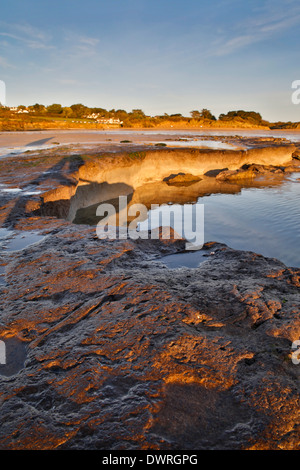 Daymer Bay; foresta sommersa esposta da tempeste; 2014; Cornovaglia; Regno Unito Foto Stock