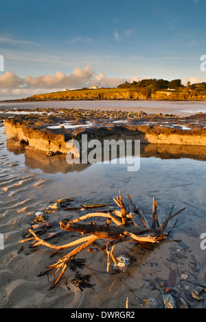 Daymer Bay; foresta sommersa esposta da tempeste; 2014; Cornovaglia; Regno Unito Foto Stock