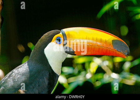 Trasduttore Toco Toucan (Ramphastos toco) Foto Stock